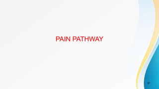 PAIN PATHWAY
37
 