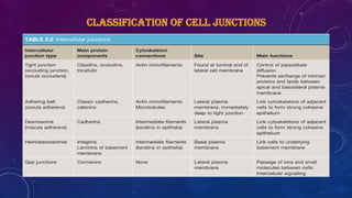 SEMINAR 2 cell junctions cytoskeleton ecm | PPTX