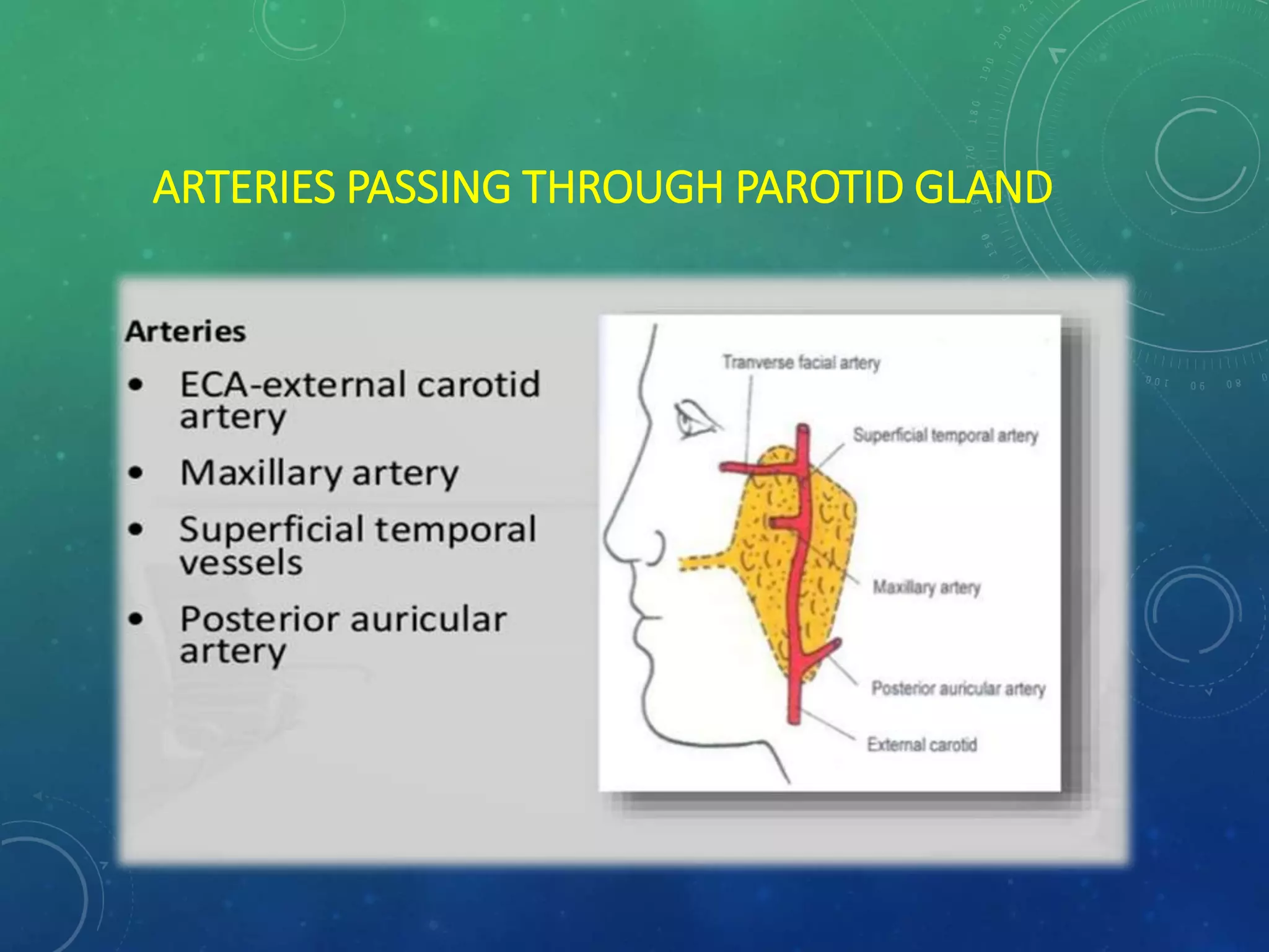 Surgical Anatomy of Salivary Glands and its Applied aspects | PPTX