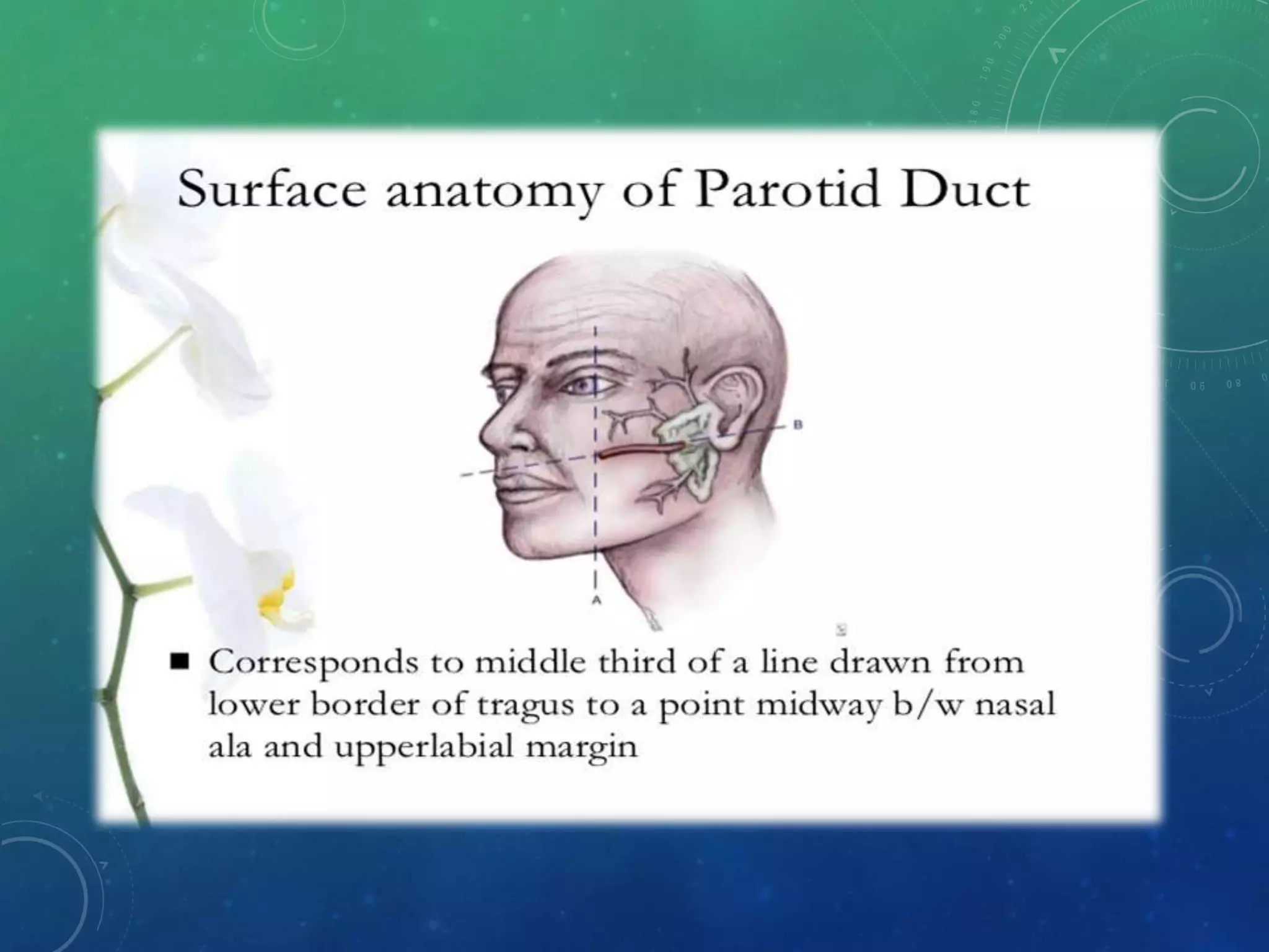 Surgical Anatomy of Salivary Glands and its Applied aspects | PPTX