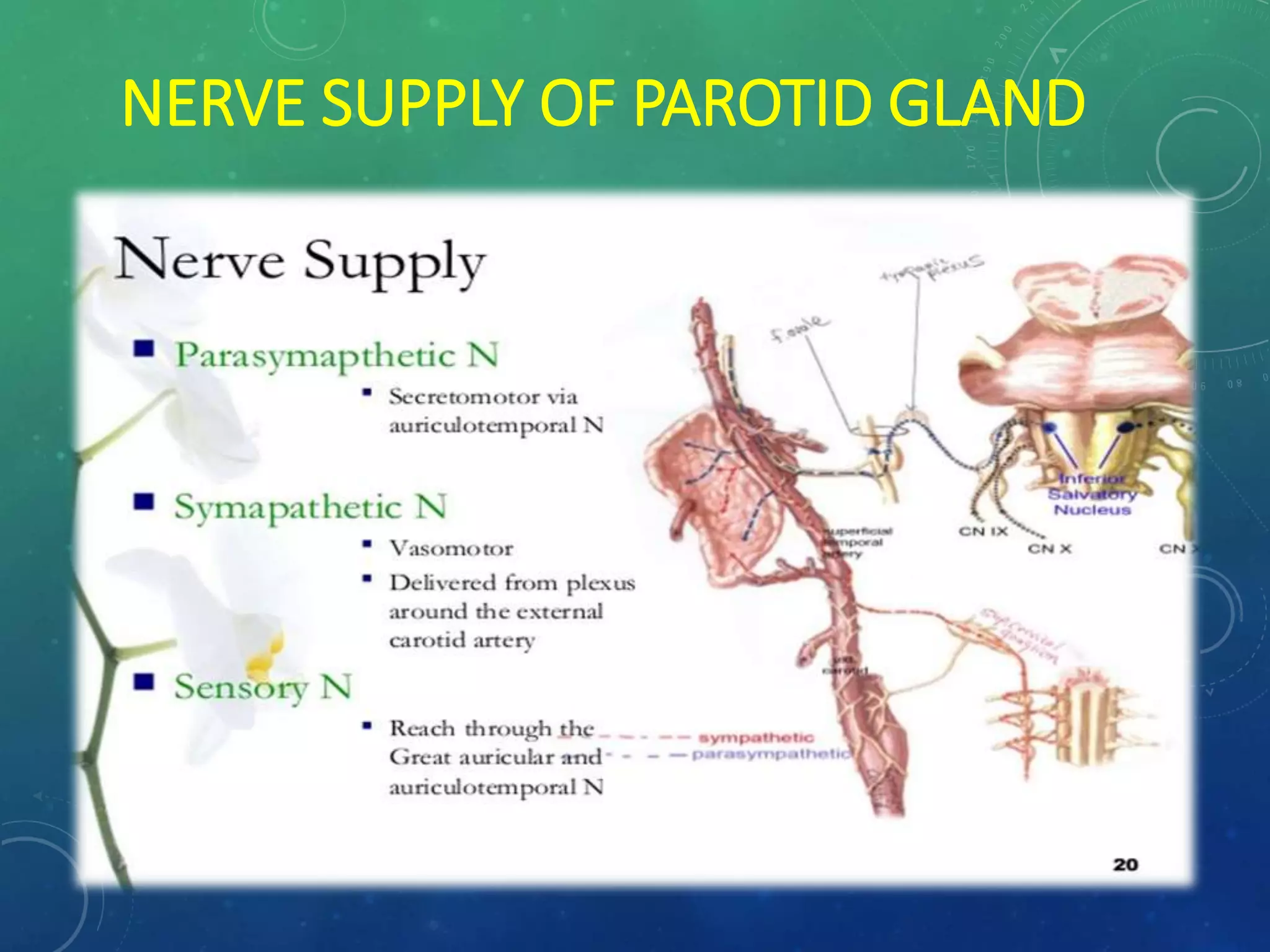 Surgical Anatomy of Salivary Glands and its Applied aspects | PPTX