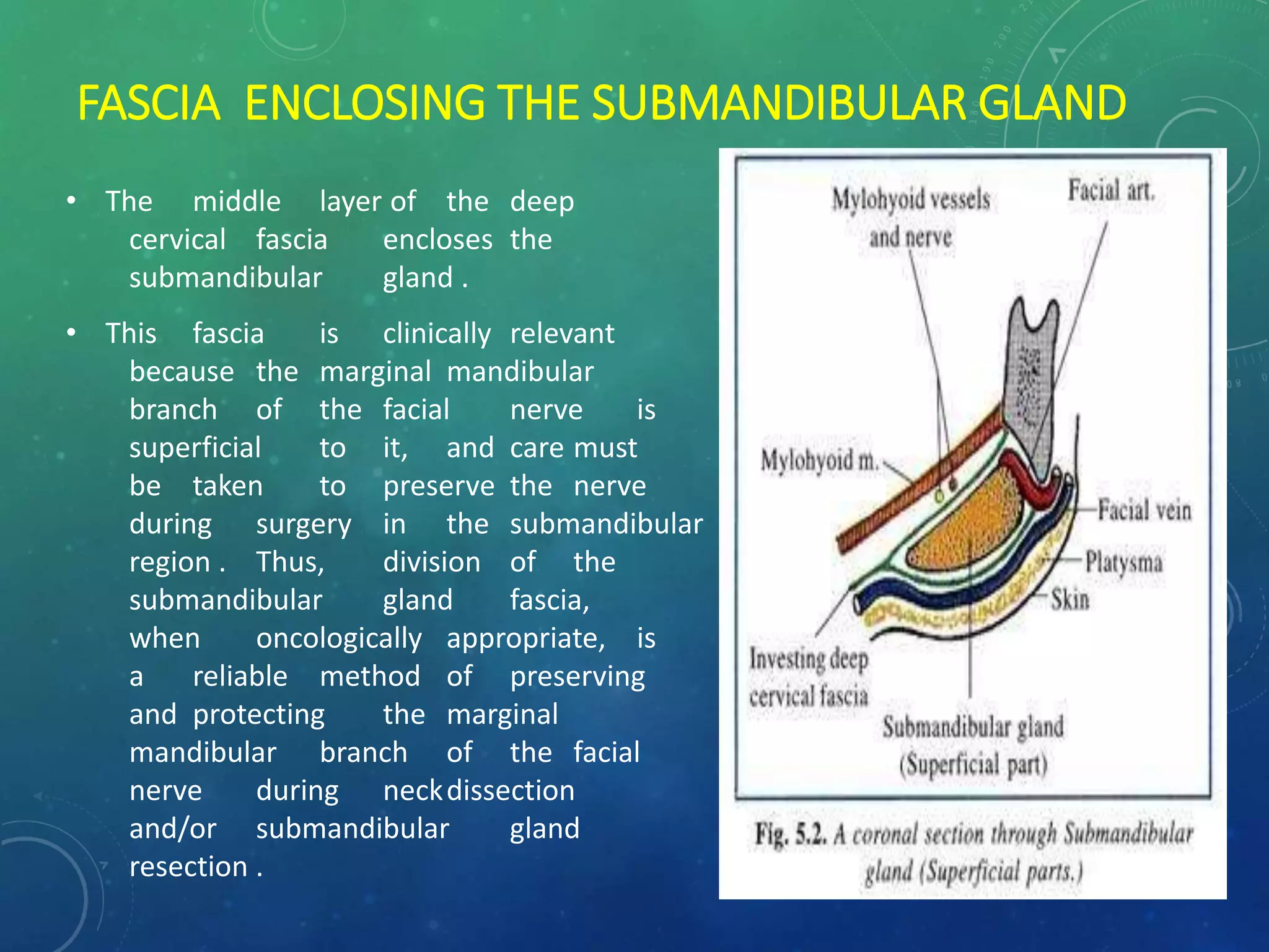 Surgical Anatomy of Salivary Glands and its Applied aspects | PPTX