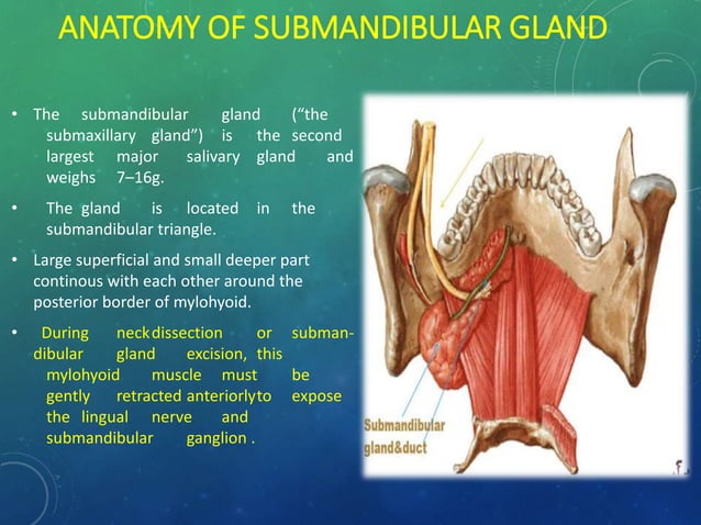 Surgical Anatomy of Salivary Glands and its Applied aspects | PPTX