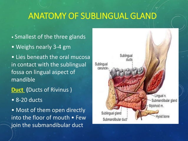 Surgical Anatomy of Salivary Glands and its Applied aspects | PPTX