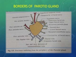 Surgical Anatomy of Salivary Glands and its Applied aspects | PPTX