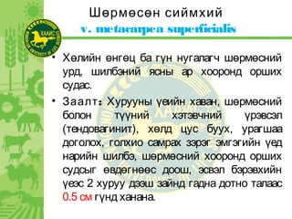 Шөрмөсөн сиймхий
v. metacarpea superficialis
• Хөлийн өнгөц ба гүн нугалагч шөрмөсний
урд, шилбэний ясны ар хооронд орших
судас.
• :Заалт Хурууны үеийн хаван, шөрмөсний
болон түүний хэтэвчний үрэвсэл
(тендовагинит), хөлд цус буух, урагшаа
доголох, голхио самрах зэрэг эмгэгийн үед
нарийн шилбэ, шөрмөсний хооронд орших
судсыг өвдөгнөөс доош, эсвэл бэрэвхийн
үеэс 2 хуруу дээш зайнд гадна дотно талаас
0.5 см гүнд ханана.
 