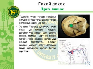 Гахай сөхөх
Apex sureae
• Туурайн улан талаас гахайны
үзүүрийн урд талд цоолж гахай
өргөн цус ханах цэг бий.
• :Заалт Тавганд цус буух, гахай
хөөх, ул тэгшрэн хавдаж
доголох үед заасан цэгт цоолж
сөхнө. Намрын цагт ус бороо
татарч газар хөлдөж эхлэх үед
хийвэл зохимжтой. Гахайг
сөхсөн морийг хатуу дагжуур
газар давхиулж цусыг бүрэн
гаргадаг.
 