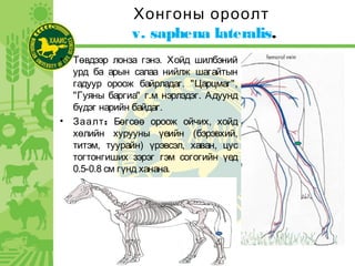 Хонгоны ороолт
v. saphena lateralis.
• Төвдээр лонза гэнэ. Хойд шилбэний
урд ба арын салаа нийлж шагайтын
гадуур ороож байрладаг. "Царцмаг",
"Гуяны баргиа" г.м нэрлэдэг. Адуунд
бүдэг нарийн байдаг.
• :Заалт Бөгсөө ороож ойчих, хойд
хөлийн хурууны үеийн (бэрэвхий,
титэм, туурайн) үрэвсэл, хаван, цус
тогтонгиших зэрэг гэм согогийн үед
0.5-0.8 см гүнд ханана.
 