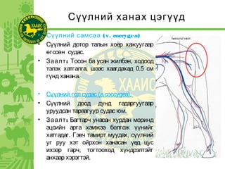 Сүүлний ханах цэгүүд
• Сүүлний самсаа (v. coccygea)
• Сүүлний дотор талын хоёр хажуугаар
өгссөн судас.
• :Заалт Тосон ба усан жилбэн, ходоод
тэлэх хатгалга, шээс хаагдахад 0.5 см
гүнд ханана.
• Сүүлний гол судас (a.coccygea).
• Сүүлний доод дунд гадаргуугаар
уруудсан тараагуур судас юм.
• :Заалт Багтарч унасан хурдан моринд
эцсийн арга хэмжээ болгож үүнийг
хатгадаг. Гэвч тамирт муудах, сүүлний
уг руу хэт ойрхон ханасан үед цус
ихээр гарч, тогтооход хүндрэлтэйг
анхаар хэрэгтэй.
 