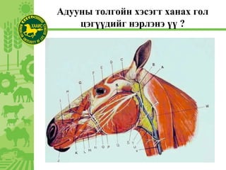 Адууны толгойн хэсэгт ханах гол
цэгүүдийг нэрлэнэ үү ?
 