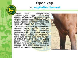 Ороо хар
v. cephalica hameri
• Төвдөд “ганз”, Өвөрмонголд
"богино судал" гэдэг. Хааны хоёр
толгойт булчингийн урд ирмэг, арьс
хоёрын завсар орших нилээд бүдүүн
судас. Арьсны нугалаас үүссэн газар
ханах цэг оршдог тул булгимтгай.
• :Заалт Цээжээ авах, уухилаа болох,
амьсгаа ихсэх, уушиг тэлэгдэх,
доголох, өвдөг, сагаг, бэрэвхийн
үений эмгэгийн үед хөлийг ялимгүй
хойш тавьж өвчүүний бүдэрхийн
гадна суганы урд дээд талд тэмтрэн
уг судсыг олж, дунд гарын хануураар
огцом түргэн үйлдлээр ханана.
Судсыг булгиулахгүйн тулд малын
толгойг бага зэрэг дээш өргөх dg
тусгай чиглүүлэгч ац хэрэглэнэ
 