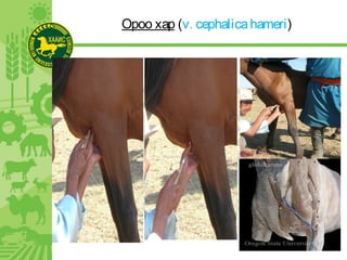 Ороо хар (v. cephalicahameri)
 