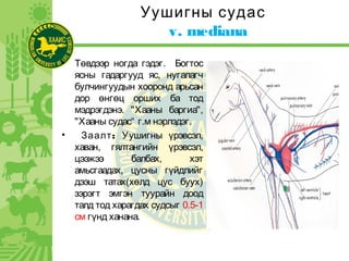 Уушигны судас
v. mediana
• Төвдээр ногда гэдэг. Богтос
ясны гадаргууд яс, нугалагч
булчингуудын хооронд арьсан
дор өнгөц орших ба тод
мэдрэгдэнэ. "Хааны баргиа",
"Хааны судас“ г.м нэрлэдэг.
• :Заалт Уушигны үрэвсэл,
хаван, гялтангийн үрэвсэл,
цээжээ балбах, хэт
амьсгаадах, цусны гүйдлийг
дээш татах(хөлд цус буух)
зэрэгт эмгэн туурайн доод
талд тод харагдах судсыг 0.5-1
см гүнд ханана.
 