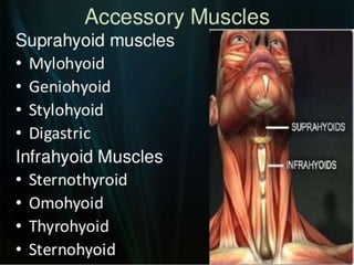 seminar 3 - physiology of MASTICATION AND DEGLUTITION [Autosaved].pptx