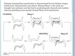 seminar 3 - physiology of MASTICATION AND DEGLUTITION [Autosaved].pptx