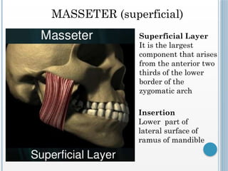 seminar 3 - physiology of MASTICATION AND DEGLUTITION [Autosaved].pptx