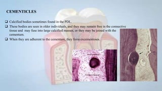 PERIODONTAL LIGAMENT | PPTX