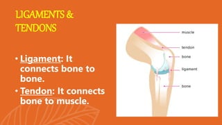 • Ligament: It
connects bone to
bone.
• Tendon: It connects
bone to muscle.
LIGAMENTS &
TENDONS
 