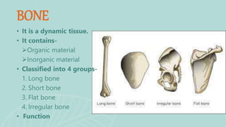 • It is a dynamic tissue.
• It contains-
Organic material
Inorganic material
• Classified into 4 groups-
1. Long bone
2. Short bone
3. Flat bone
4. Irregular bone
• Function
BONE
 