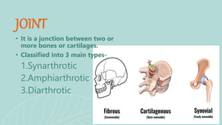 • It is a junction between two or
more bones or cartilages.
• Classified into 3 main types-
1.Synarthrotic
2.Amphiarthrotic
3.Diarthrotic
JOINT
 