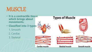 • It is a contractile tissue
which brings about
movements.
• Classified into 3 types-
1. Smooth
2. Cardiac
3. Skeletal
MUSCLE
 