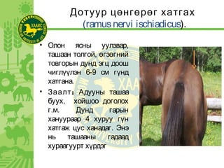 Дотуур цөнгөрөг хатгах
(ramusnervi ischiadicus).
• Олон ясны уулзвар,
ташаан толгой, өгзөгний
товгорын дунд эгц доош
чиглүүлэн 6-9 см гүнд
хатгана.
• :Заалт Адууны ташаа
буух, хойшоо доголох
г.м. Дунд гарын
хануураар 4 хуруу гүн
хатгаж цус ханадаг. Энэ
нь ташааны гадаад
хураагуурт хүрдэг
 