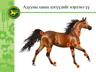 Адууны ханах цэгүүдийг нэрлэнэ үү
 