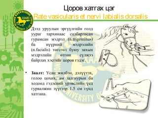 Цоров хатгах цэг
Ratevasiculariset nervi labialis dorsalis
• Дээд уруулын эргүүлгийн голд
уураг тархинаас салбарласан
гурамсан мэдрэл (n.trigeminus)
ба нүүрний мэдрэлийн
(n.facialis) төгсгөл буюу захын
мэдрэлийн өтгөн сүлжээ
байрлах хэсгийг цоров гэдэг.
• Заалт: Усан жилбэн, дэлүүтэх,
голоо цохих, ам залгиурын ба
ходоод гэдэсний үрэвслийн үед
гурвалжин зүүгээр 1.5 см гүнд
хатгана.
 