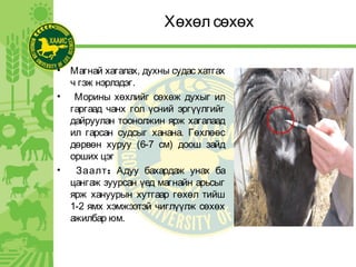Хөхөл сөхөх
• Магнай хагалах, духны судас хатгах
ч гэж нэрлэдэг.
• Морины хөхлийг сөхөж духыг ил
гаргаад чанх гол үсний эргүүлгийг
дайруулан тоонолжин ярж хагалаад
ил гарсан судсыг ханана. Гөхлөөс
дөрвөн хуруу (6-7 см) доош зайд
орших цэг
• :Заалт Адуу бахардаж унах ба
цангаж зуурсан үед магнайн арьсыг
ярж хануурын хутгаар гөхөл тийш
1-2 ямх хэмжээтэй чиглүүлж сөхөх
ажилбар юм.
 