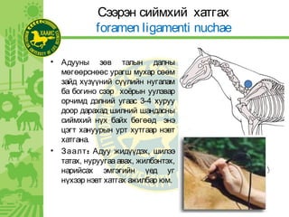 Сээрэн сиймхий хатгах
foramen ligamenti nuchae
• Адууны зөв талын далны
мөгөөрснөөс урагш мухар сөөм
зайд хүзүүний сүүлийн нугалам
ба богино сээр хоёрын уулзвар
орчимд дэлний угаас 3-4 хуруу
доор дарахад шилний шандасны
сиймхий нүх байх бөгөөд энэ
цэгт хануурын урт хутгаар нэвт
хатгана.
• :Заалт Адуу жидүүдэх, шилээ
татах, нуруугаа авах, жилбэнтэх,
нарийсах эмгэгийн үед уг
нүхээр нэвт хатгах ажилбар юм.
 