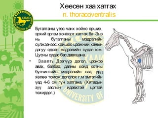Хөөсөн хаахатгах
n. thoracoventralis
• Бугалганы үеэс чанх хойно орших,
эрхий эргэм хонхорт хатгах ба Энэ
нь бугалганы мэдрэлийн
сүлжээнээс хойшоо цээжний ханын
дагуу одсон мэдрэлийн судал юм.
Цусны судас бас давхцана.
• :Заалт Дээгүүр догол, цээжээ
авах, балбах, далны хойд хотны
булчингийн мэдрэлийн саа, урд
хөлөө томож доголох г.м эмгэгийн
үед 4-6 см гүн хатгана. (Хятадын
зүү заслын идэвхтэй цэгтэй
тохирдог.)
 