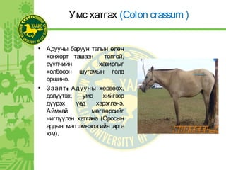 Умс хатгах (Colon crassum )
• Адууны баруун талын өлөн
хонхорт ташаан толгой,
сүүлчийн хавиргыг
холбосон шугамын голд
оршино.
• :Заалт Адууны хөрвөөх,
дэлүүтэх, умс хийгээр
дүүрэх үед хэрэглэнэ.
Аймхай мөгөөрсийг
чиглүүлэн хатгана (Оросын
ардын мал эмнэлэгийн арга
юм).
 
