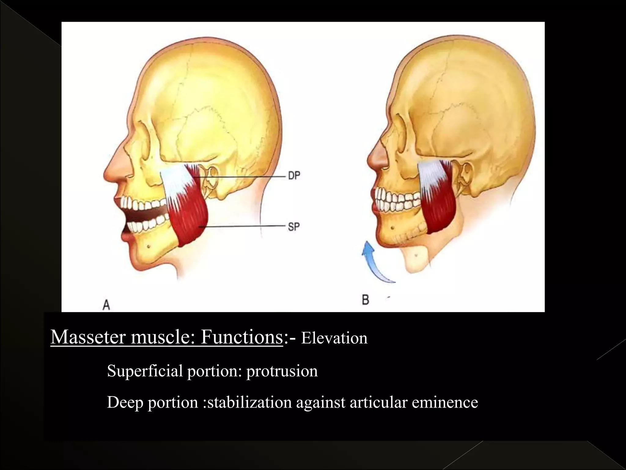 Mandibular movements and determinants | PPTX
