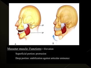 Masseter muscle: Functions:- Elevation
Superficial portion: protrusion
Deep portion :stabilization against articular eminence
 