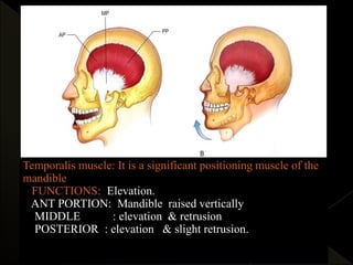Temporalis muscle: It is a significant positioning muscle of the
mandible
FUNCTIONS: Elevation.
ANT PORTION: Mandible raised vertically
MIDDLE : elevation & retrusion
POSTERIOR : elevation & slight retrusion.
 