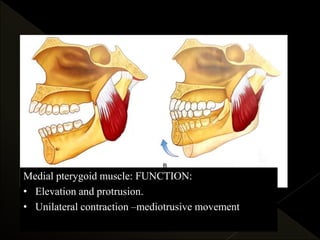 Medial pterygoid muscle: FUNCTION:
• Elevation and protrusion.
• Unilateral contraction –mediotrusive movement
 
