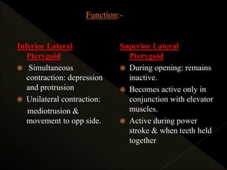 Inferior Lateral
Pterygoid
 Simultaneous
contraction: depression
and protrusion
 Unilateral contraction:
mediotrusion &
movement to opp side.
Superior Lateral
Pterygoid
 During opening: remains
inactive.
 Becomes active only in
conjunction with elevator
muscles.
 Active during power
stroke & when teeth held
together
 