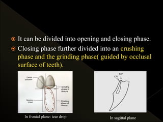  It can be divided into opening and closing phase.
 Closing phase further divided into an crushing
phase and the grinding phase( guided by occlusal
surface of teeth).
In frontal plane: tear drop In sagittal plane
 