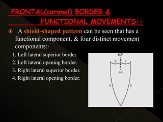 FRONTAL(coronal) BORDER &
FUNCTIONAL MOVEMENTS:-
 A shield-shaped pattern can be seen that has a
functional component, & four distinct movement
components:-
1. Left lateral superior border.
2. Left lateral opening border.
3. Right lateral superior border.
4. Right lateral opening border.
 