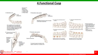 © Ramaiah University of Applied Sciences
10
Faculty of Dental Sciences
4.Functional Cusp
Sturdevant’s, 7th edition
 