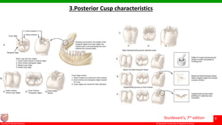 © Ramaiah University of Applied Sciences
9
Faculty of Dental Sciences
3.Posterior Cusp characteristics
Sturdevant’s, 7th edition
 