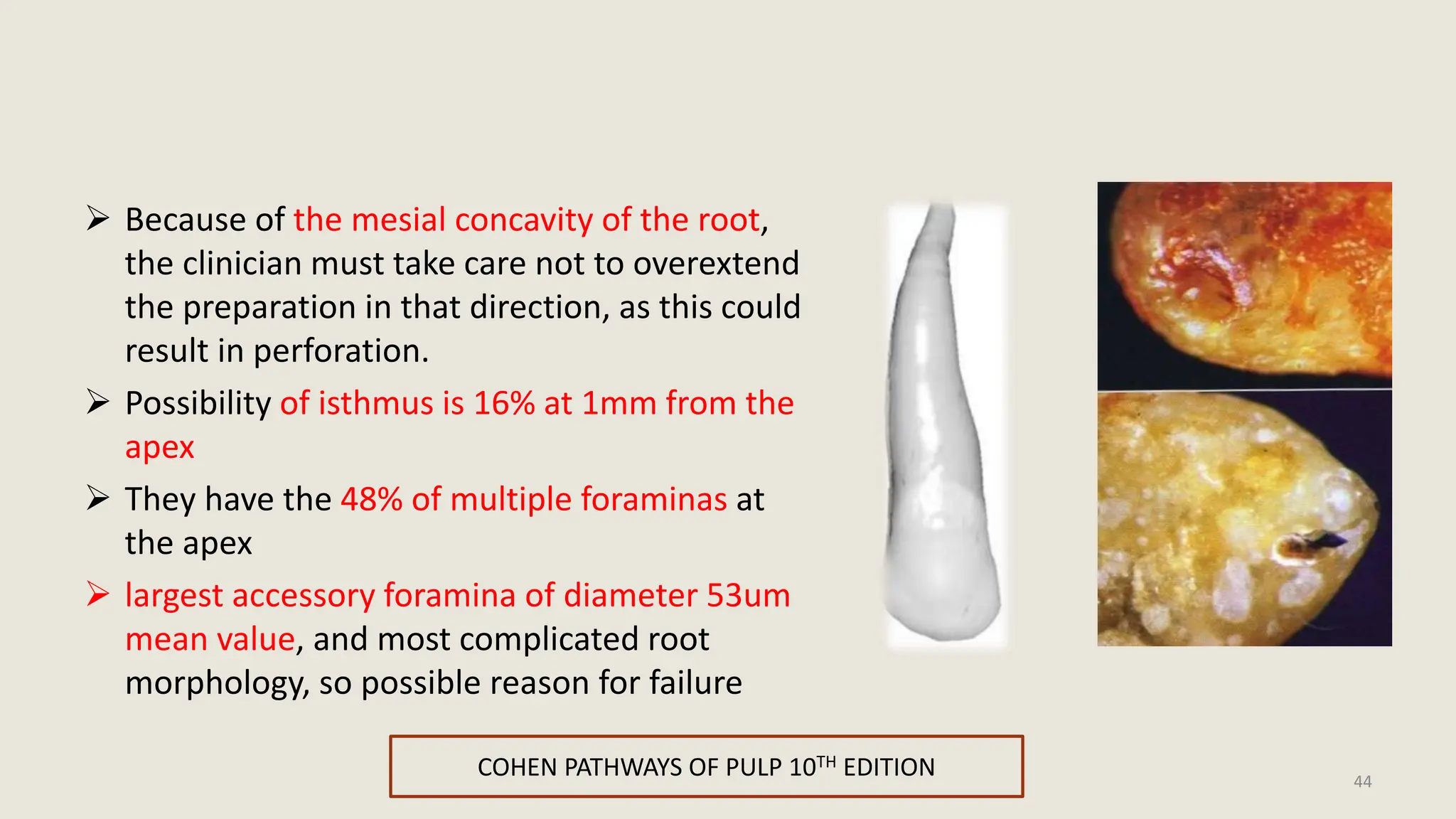 INTERNAL ANATOMY OF PERMANENT TOOTH - Endodontic approaches. | PPTX