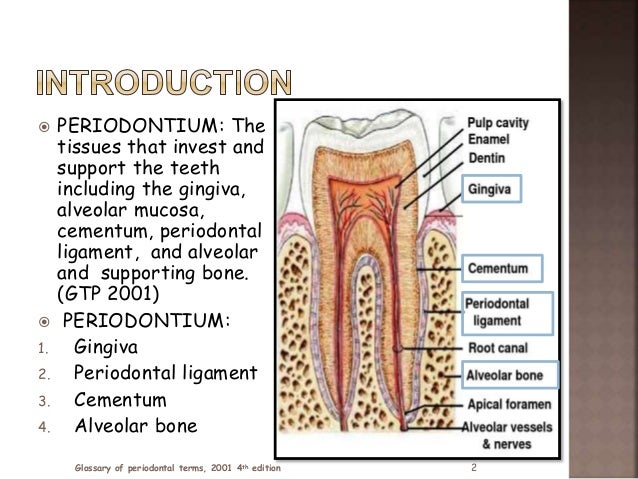 periodontal ligament in health part 1 periodontal ligament