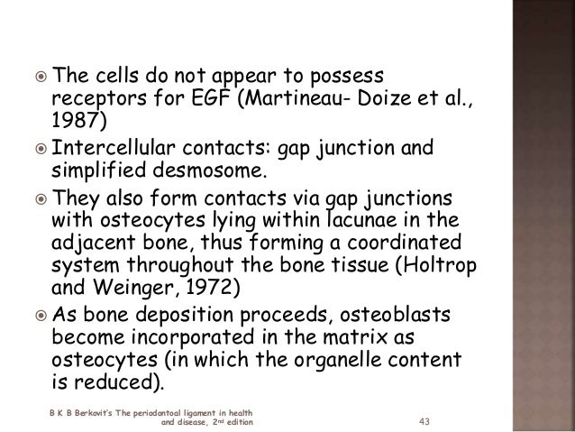 What are osteocyte organelles?