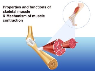 Seminar 4_Properties and functions of skeletal muscle and Mechanism of ...