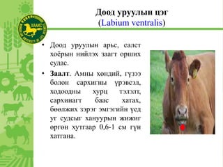 Доод уруулын цэг
(Labium ventralis)
• Доод уруулын арьс, салст
хоёрын нийлэх заагт орших
судас.
• Заалт. Амны хөндий, гүзээ
болон сархигны үрэвсэл,
ходоодны хурц тэлэлт,
сархинагт баас хатах,
бөөлжих зэрэг эмгэгийн үед
уг судсыг хануурын жижиг
өргөн хутгаар 0,6-1 см гүн
хатгана.
 