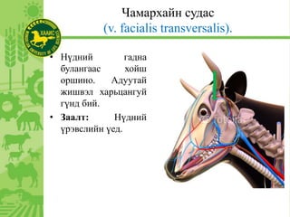 Чамархайн судас
(v. facialis transversalis).
• Нүдний гадна
булангаас хойш
оршино. Адуутай
жишвэл харьцангуй
гүнд бий.
• Заалт: Нүдний
үрэвслийн үед.
 