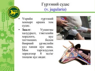 Гүрээний судас
(v. jugularia)
• Үхрийн гүрээний
хонхорт орших том
судас.
• Заалт: Уушигны
халууралт, тэжээлийн
хордлого, цус
тогтноших болон
бөөрний үрэвслийн
үед ханаж цус авна.
Мөн таргалуулах
зорилгоор 8 мл/кг
тооцож цус авдаг.
 