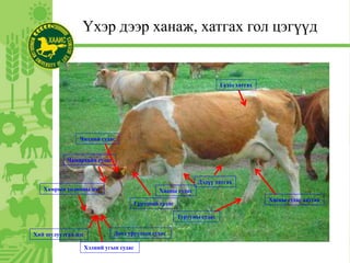 Үхэр дээр ханаж, хатгах гол цэгүүд
Хамрын толионы цэг
Хий шулуутгах цэг
Хэлний угын судас
Доод уруулын судас
Чамархайн судас
Чихний судас
Гүрээний судас
Турууны судас
Дэлүү хатгах
Хааны судас
Хасны судас хатгах
Гүзээ хатгах
 