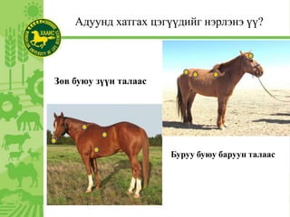 Адуунд хатгах цэгүүдийг нэрлэнэ үү?
Зөв буюу зүүн талаас
Буруу буюу баруун талаас
 